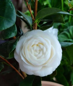 小众送妈妈的花有哪些花