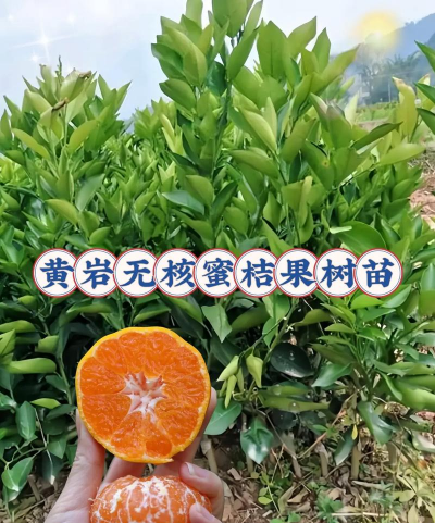 黄岩蜜橘栽培起源于什么时期