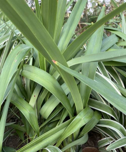 小众送妈妈的花有哪些花