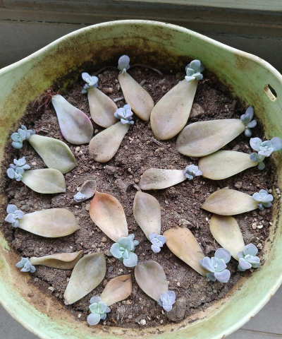 小众送妈妈的花有哪些花