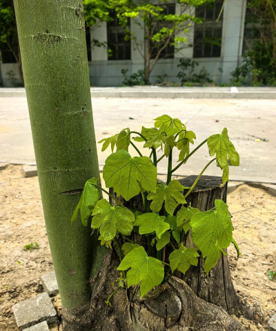 小众送妈妈的花有哪些花