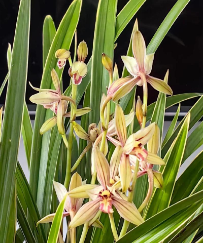 小众送妈妈的花有哪些花