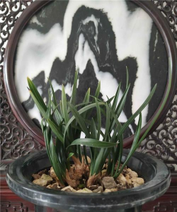 小众送妈妈的花有哪些花