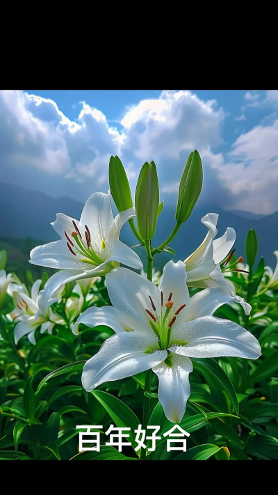 小众送妈妈的花有哪些花