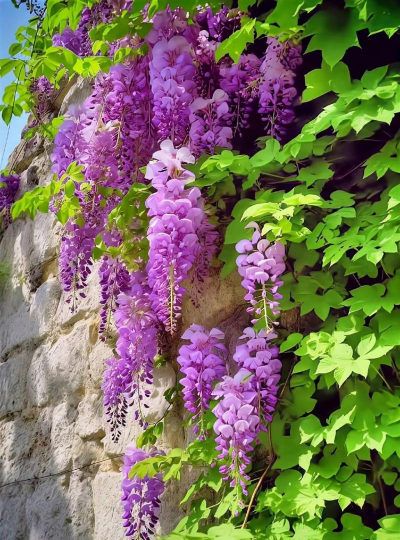 紫色的能爬墙的花有哪些