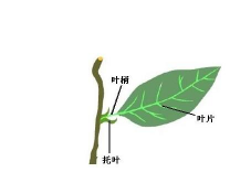 小众送妈妈的花有哪些花