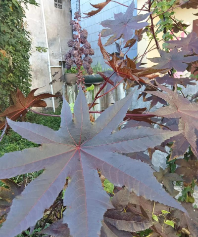 含毒蛋白类毒性物质的植物