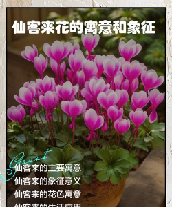 仙客来花开代表什么