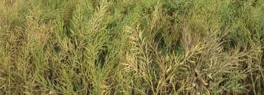 小众送妈妈的花有哪些花