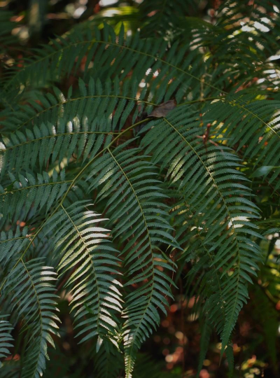 小众送妈妈的花有哪些花
