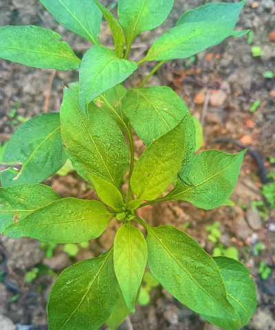 小众送妈妈的花有哪些花