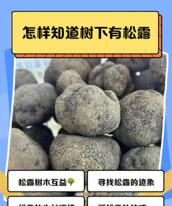 树底下怎样看出有松露