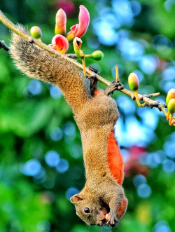 小众送妈妈的花有哪些花