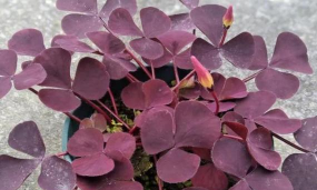 小众送妈妈的花有哪些花