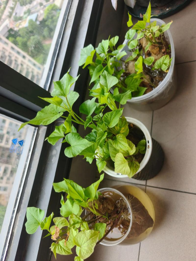 小众送妈妈的花有哪些花