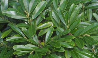 匙形叶子的植物