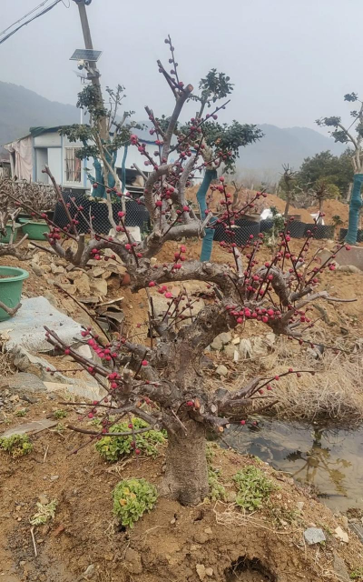 小众送妈妈的花有哪些花