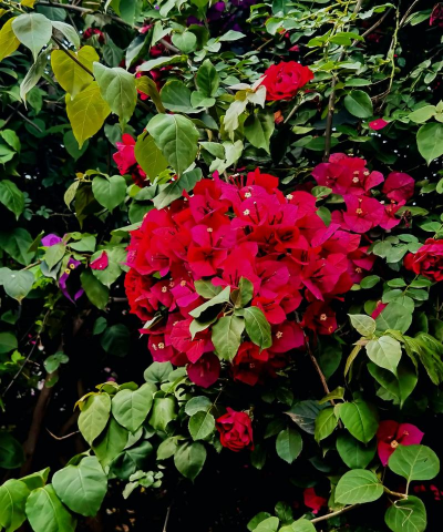 小众送妈妈的花有哪些花