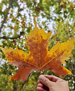 小众送妈妈的花有哪些花