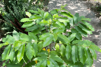 小众送妈妈的花有哪些花