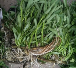 小众送妈妈的花有哪些花