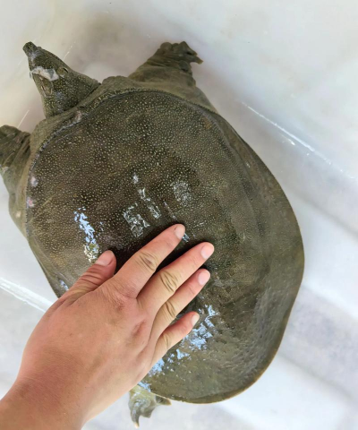 小众送妈妈的花有哪些花