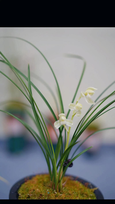 小众送妈妈的花有哪些花