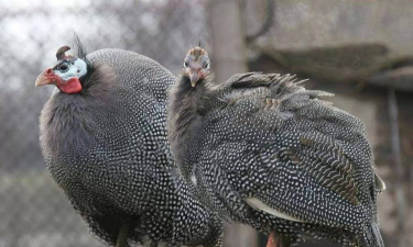 小众送妈妈的花有哪些花