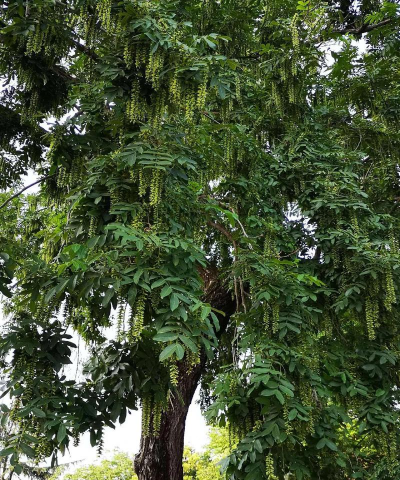 小众送妈妈的花有哪些花