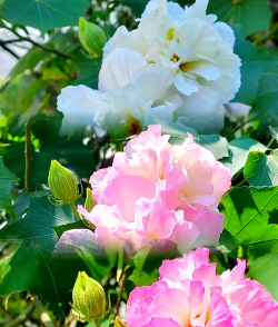 小众送妈妈的花有哪些花