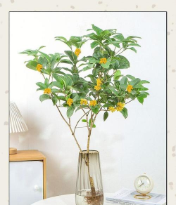 小众送妈妈的花有哪些花