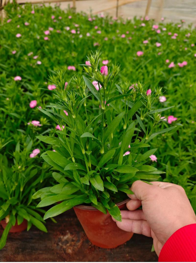 小众送妈妈的花有哪些花