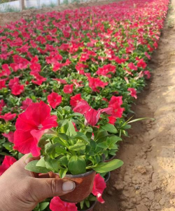 小众送妈妈的花有哪些花