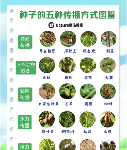 种子对植物有什么意义