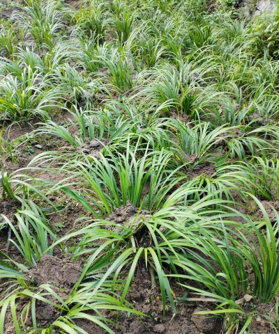 小众送妈妈的花有哪些花