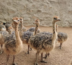 小众送妈妈的花有哪些花