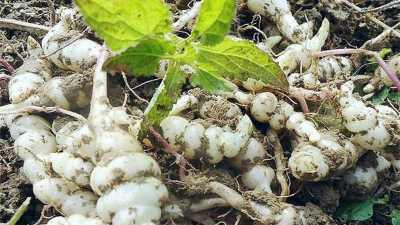 小众送妈妈的花有哪些花