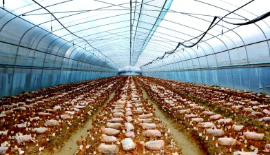 食用菌种植基地