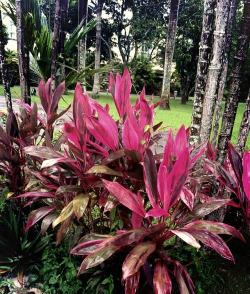 小众送妈妈的花有哪些花