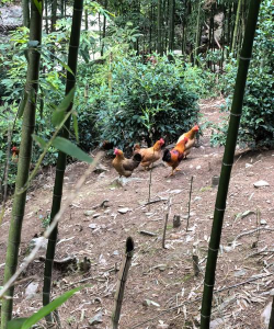 小众送妈妈的花有哪些花