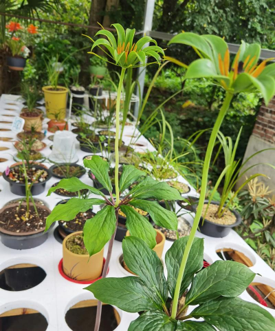 小众送妈妈的花有哪些花