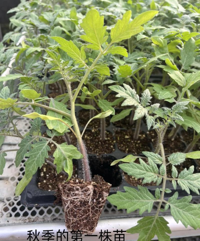 樱桃小番茄苗子怎么种植 樱桃小番茄苗子怎么种植