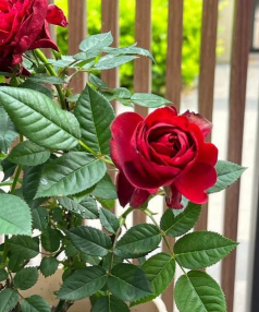 小众送妈妈的花有哪些花