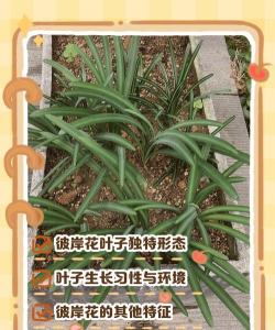 小众送妈妈的花有哪些花