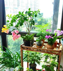 小众送妈妈的花有哪些花