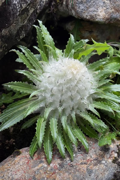 小众送妈妈的花有哪些花