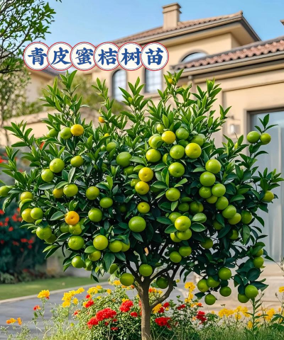 早熟果树新品种