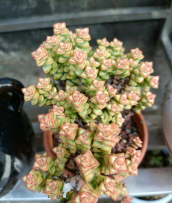 小众送妈妈的花有哪些花