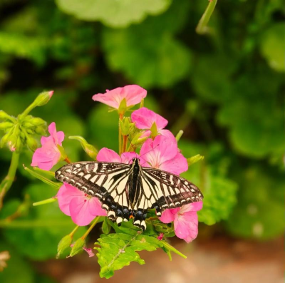 小众送妈妈的花有哪些花