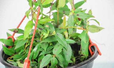 小众送妈妈的花有哪些花